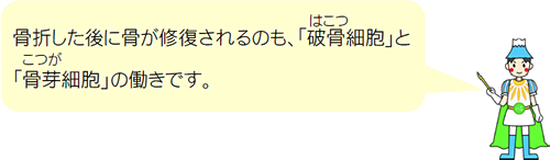 骨折した後に骨が修復されるのも、「破骨(はこつ)細胞」と「骨芽(こつが)細胞」の働きです。