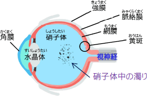 眼の組織のイラスト