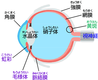 眼の組織のイラスト