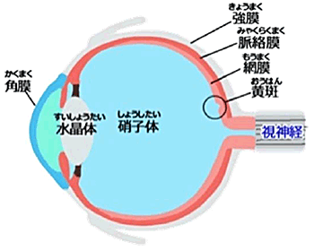 涙のながれのイラスト